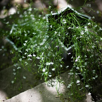 Γλάστρα Stjärnkruka - Αλουμίνιο, χαμηλό Ø23 cm - Byarums bruk