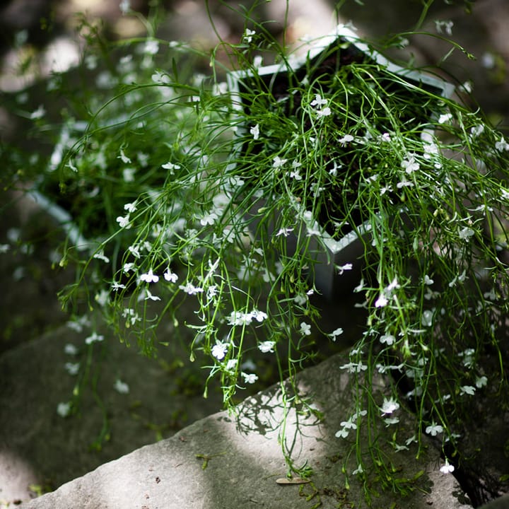 Γλάστρα Stjärnkruka, Αλουμίνιο, χαμηλό Ø23 cm Byarums bruk