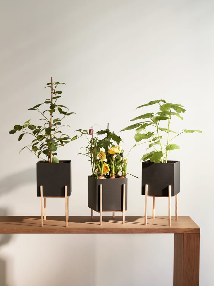 Botanic pot γλάστρα - Μαύρο-δεσποτάκι - Design House Stockholm