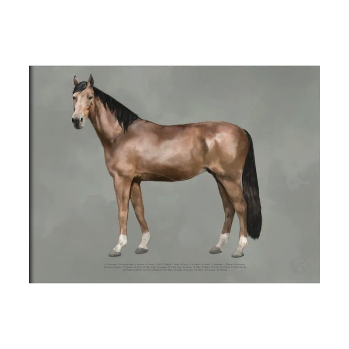 The anatomy of the horse poster - 30x40 εκ. - Kunskapstavlan®