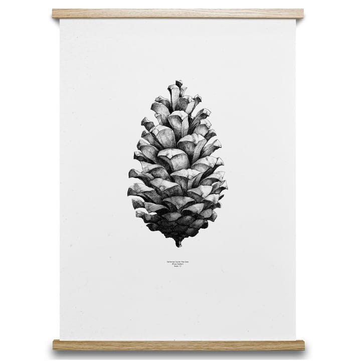 1:1 Pine cone αφίσα, λευκό, 50x70 cm Paper Collective