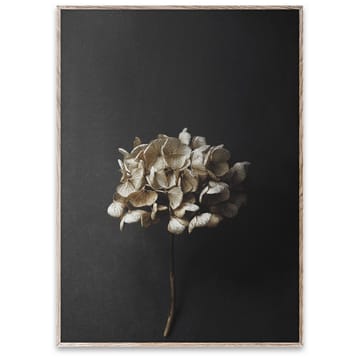 Sto Life 04 Hydrangea αφίσα - 50x70 cm - Paper Collective