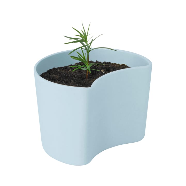 YOUR TREE γλάστρα με σπόρους - Μπλε (πεύκο) - RIG-TIG